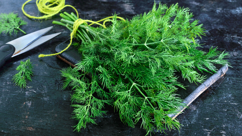 Fresh green dill herb