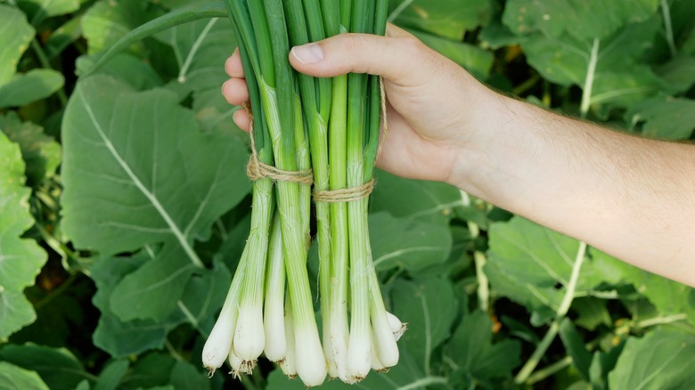 hand holding two bunches of scallions