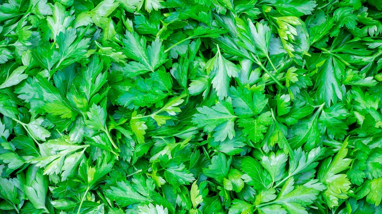 Fresh parsley leaves