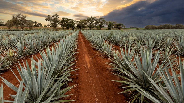 Blue Weber agave for tequila