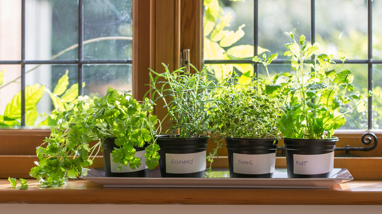A variety of herbs growing on a window sill