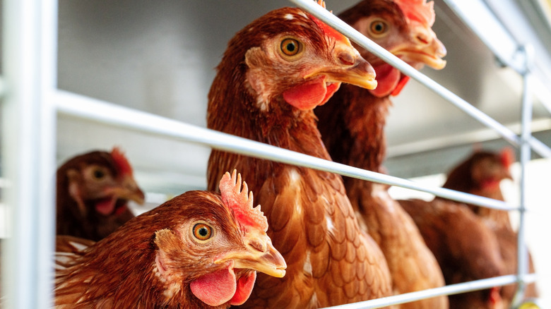 Brown hens caged behind white fencing