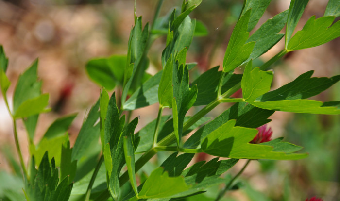 Lovage by Lotus Johnson