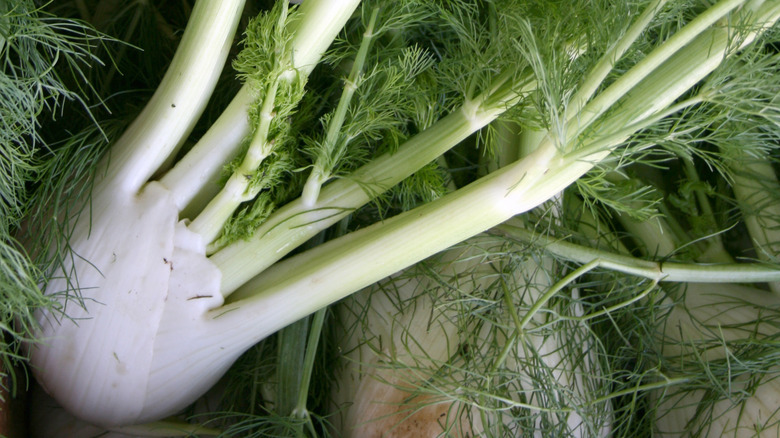 Pile of fresh fennel bulbs with fronds attached