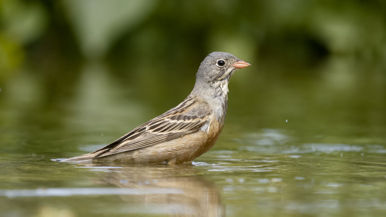 Ortolan bunting bathing