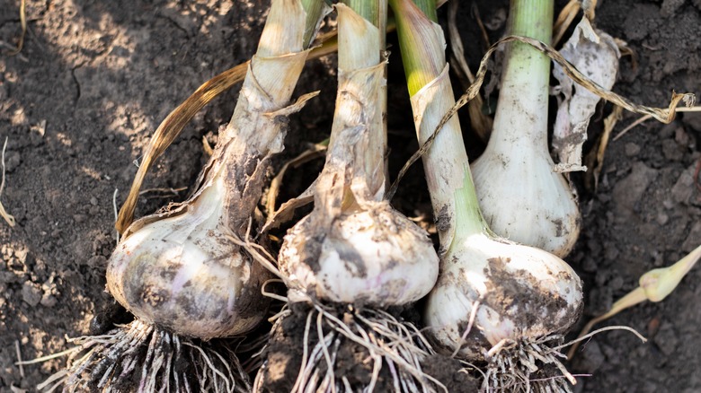 garlic with roots