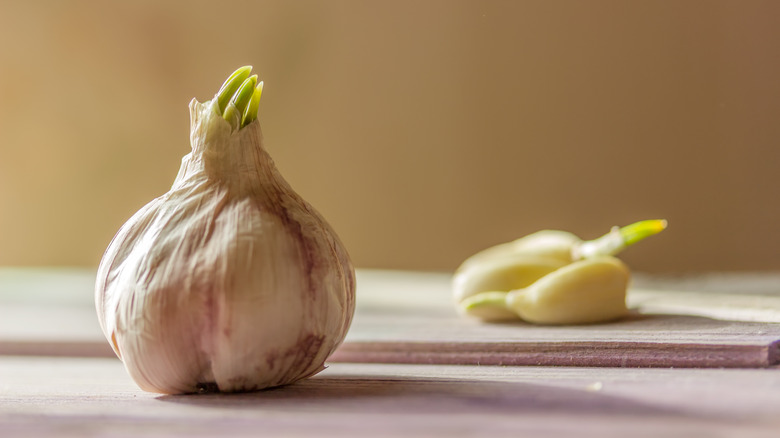 Sprouted garlic bulb and cloves