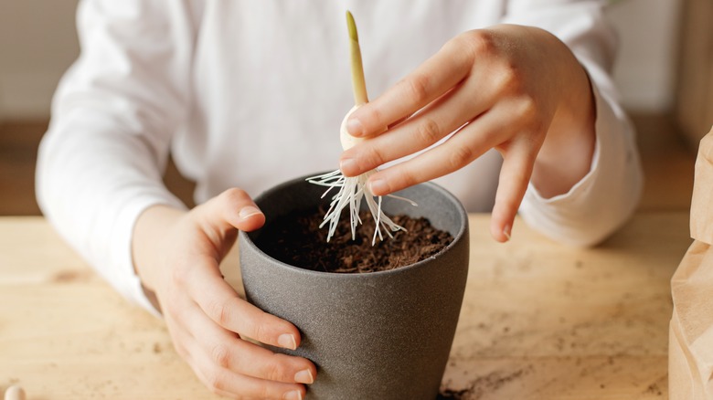 Hands planting sprouted garlic clove