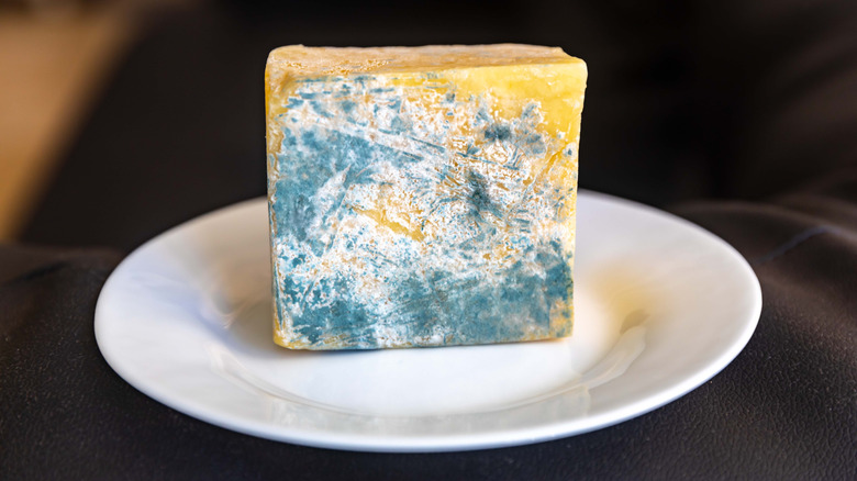 Moldy cheese on a plate