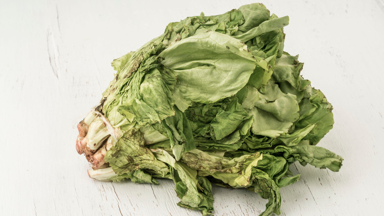 Spoiled head of lettuce