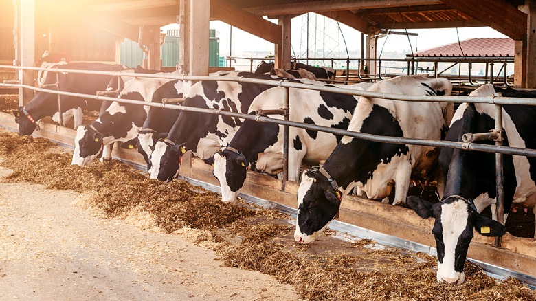 Row of cows feeding