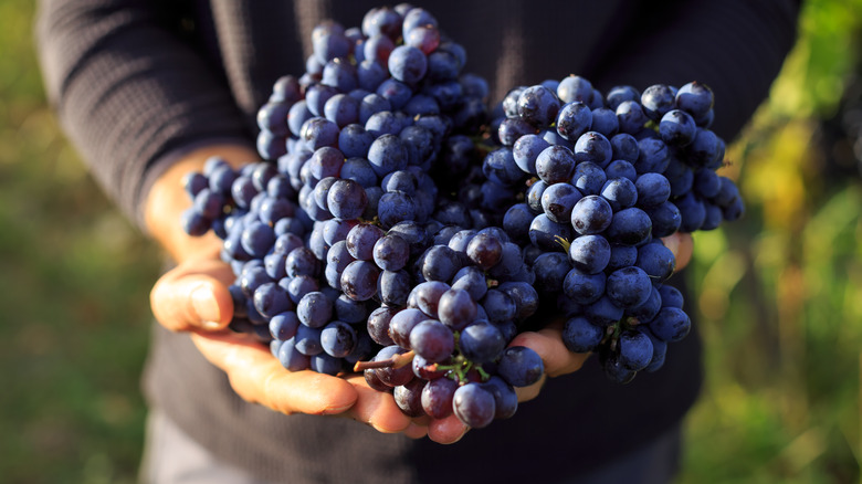 hands holding red wine grapes
