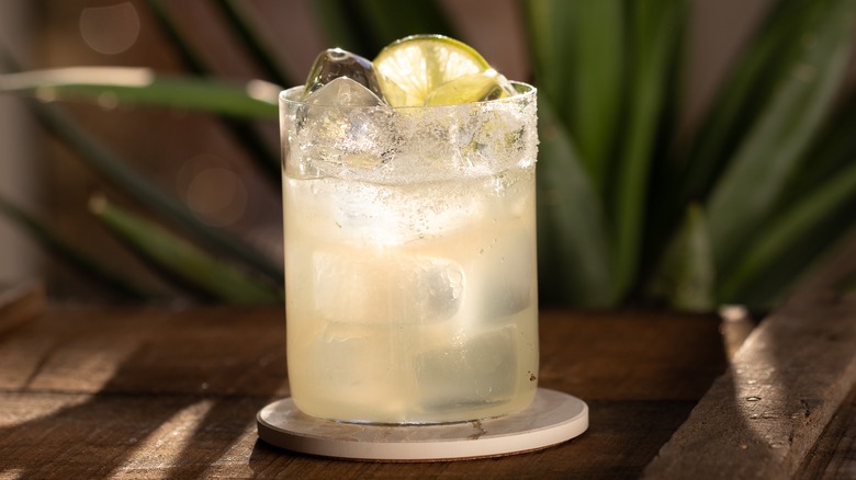 Craft cocktail with plant in background