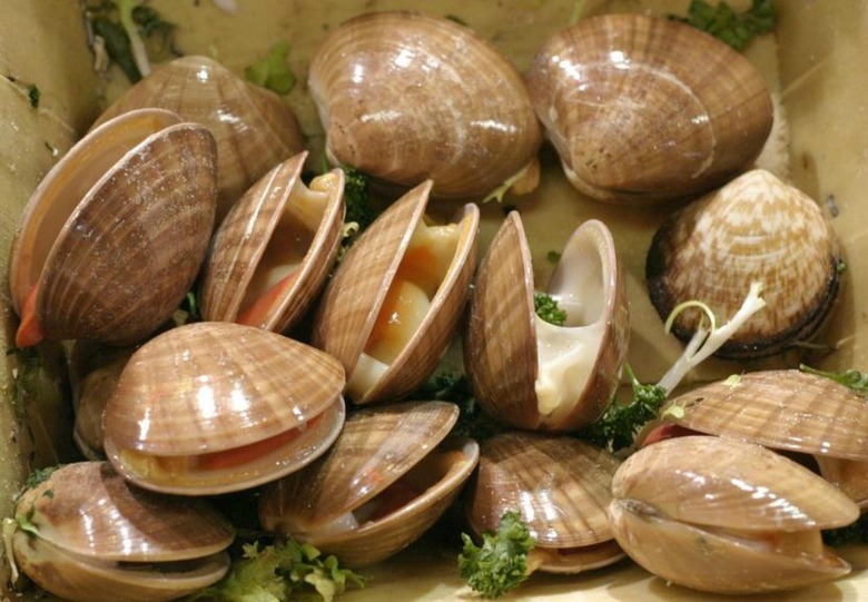 clams