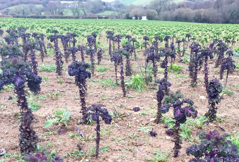 Kale Tree Field[3]