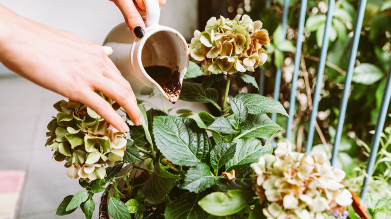 a person pours coffee grounds into some potted plants