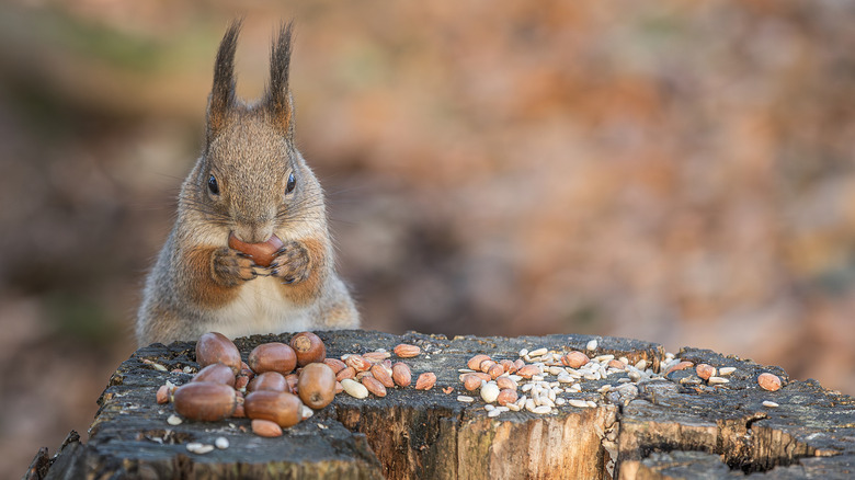 A red squirrel eats nuts, seeds, and acorns that it has collected on a tree stump