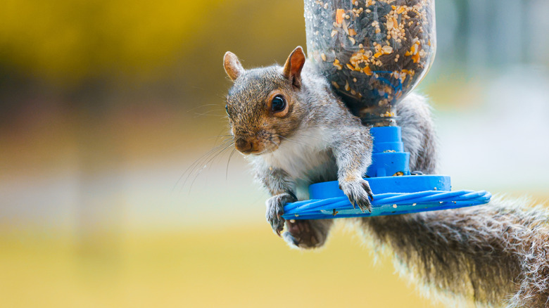 A squirrel hangs onto a bird feeder