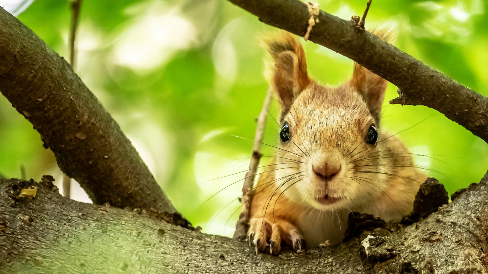 <a href="https://www.foodrepublic.com/2138621/fragrant-herb-prevent-garden-squirrels-mint/" target="_blank">Keep Squirrels Out Of Your Garden With This Fragrant Herb</a>