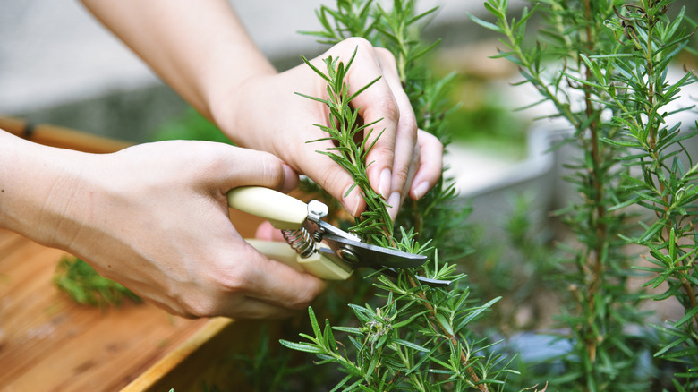 A hand trimming a rosemary plant.
