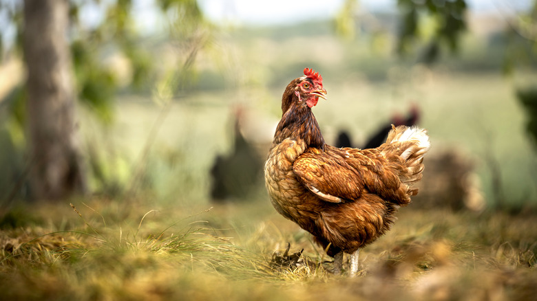 Chicken in a field