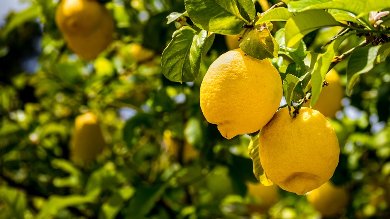 Lemons dangling from tree branch