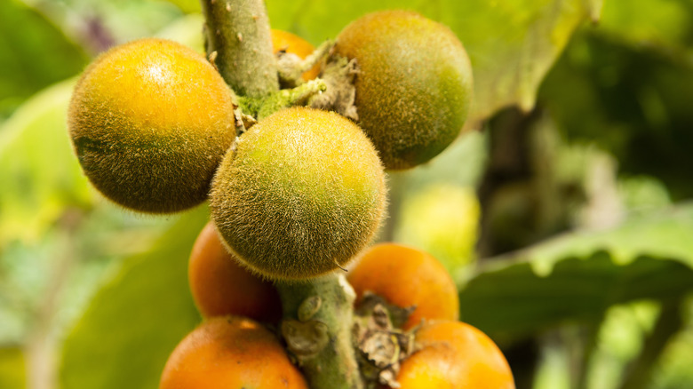Lulo fruit growing on a tree