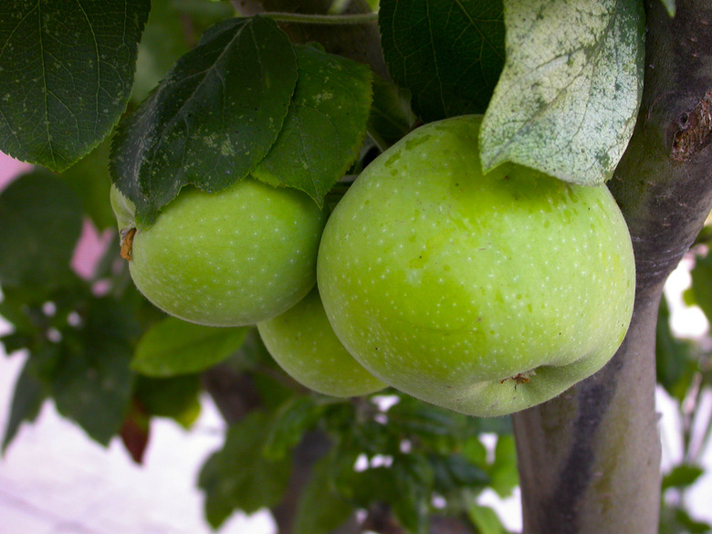 Green apples' tart sweetness livens up a bland lunch. Plus, they're in season. Bonus points.