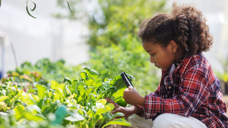 A young child examining plants in a garden
