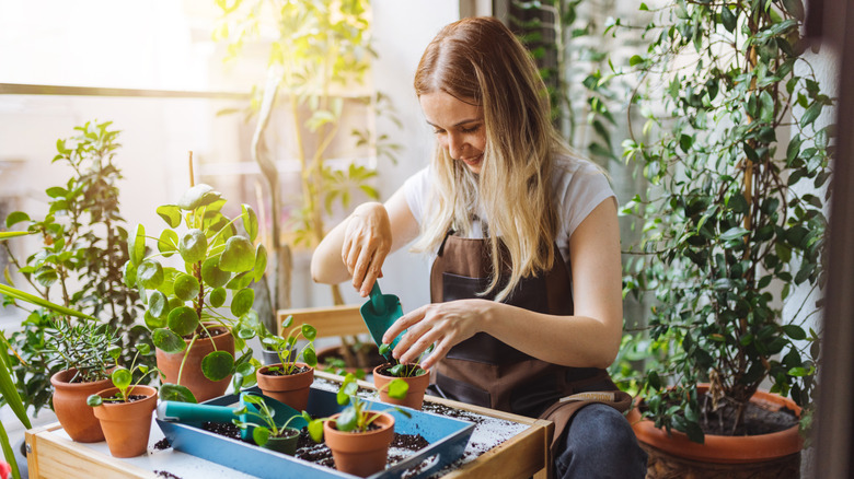 A gardener tending to small plants