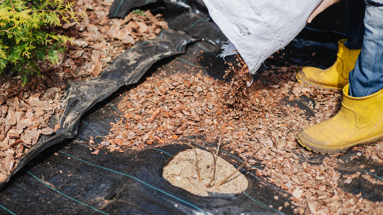 Gardener adding mulch around a plant.