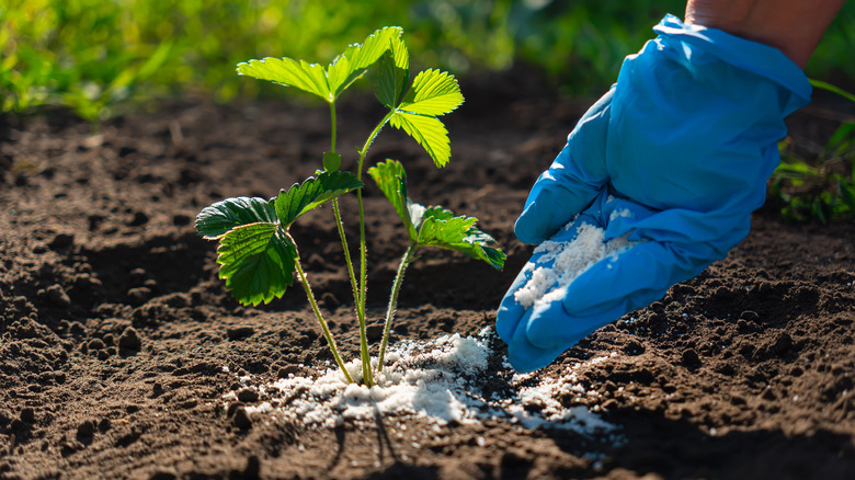 Gardener fertilizing a plant.