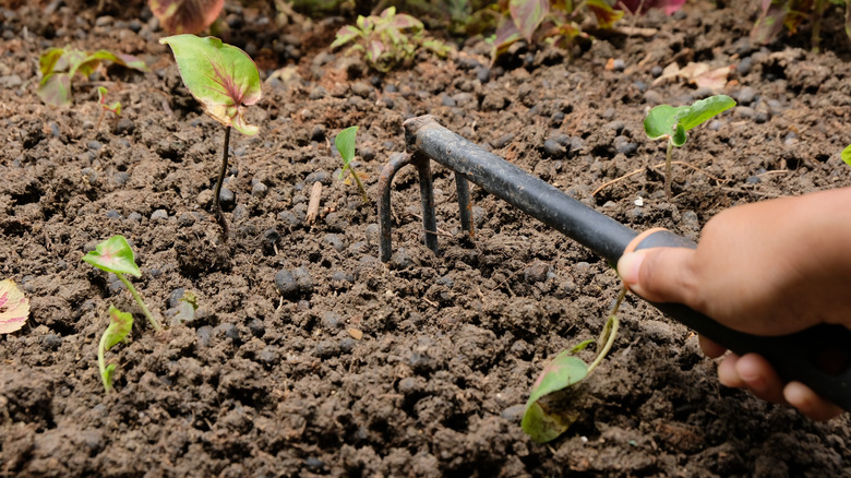 Gardener tilling the soil around seedlings.