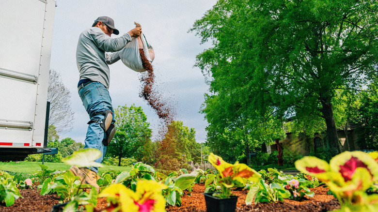 A gardener prepares a flowerbed with compost.