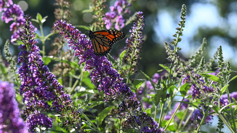 A butterfly sits on a flowering bush.