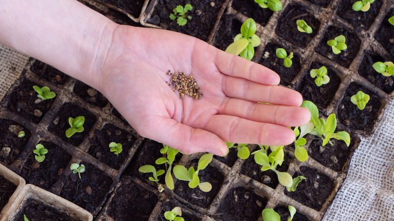 A hand holds seeds over a tray of seedlings.
