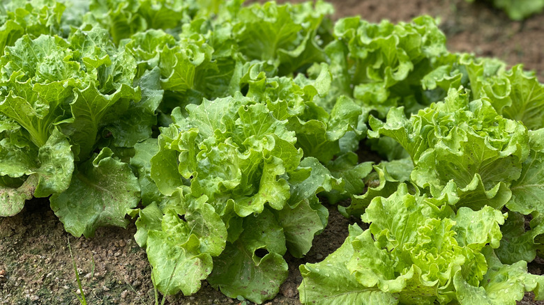 Loose leaf lettuce growing in a garden