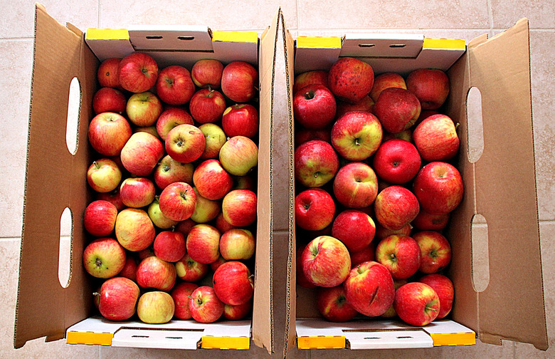 Cosmic Crisp vs Honeycrisp Apples 