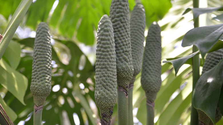"Monstera deliciosa" plant with fruit