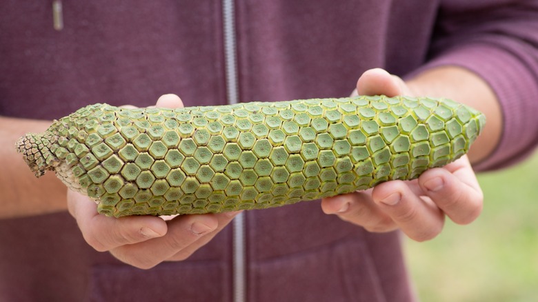 Hands holding "Monstera deliciosa" fruit