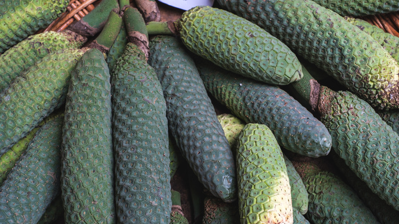 "Monstera deliciosa" fruits