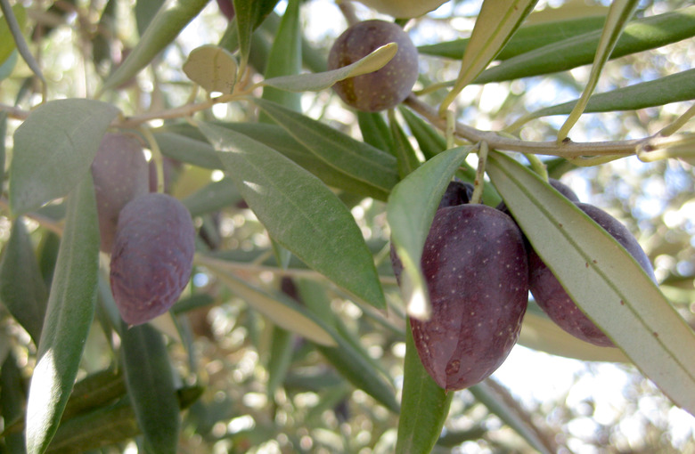 olives