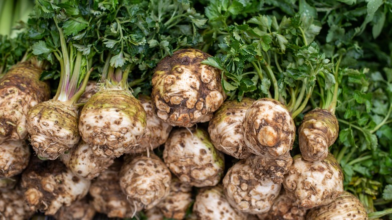 Celery root fresh from the ground