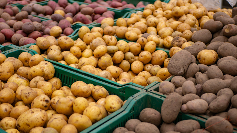 A variety of potatoes fill green plastic bins