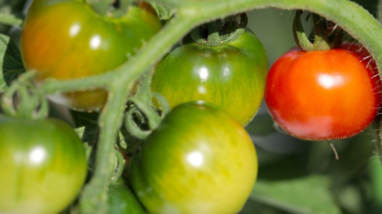 Unripe tomato on vine