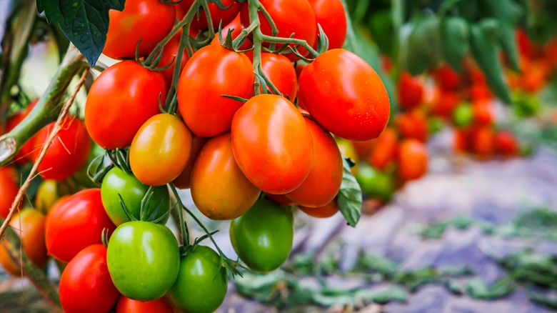 Tomatoes growing on vine 