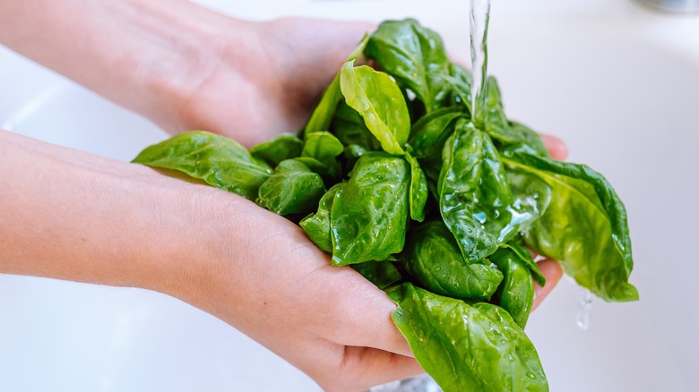 Fresh basil being washed