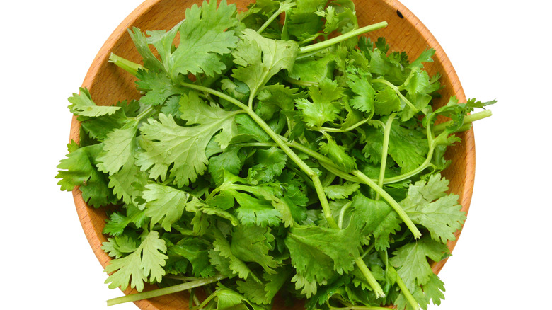 Fresh cilantro in wooden bowl