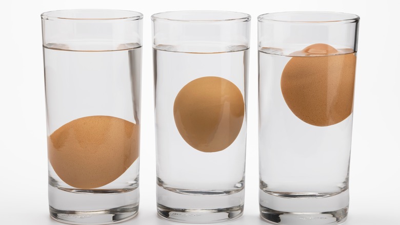 eggs floating in water