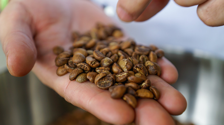 Picking coffee beans out of hand